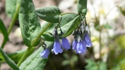 PICTURES/Spectra Point - Rampart Trail Overlook/t_Aspen Bluebell7.JPG